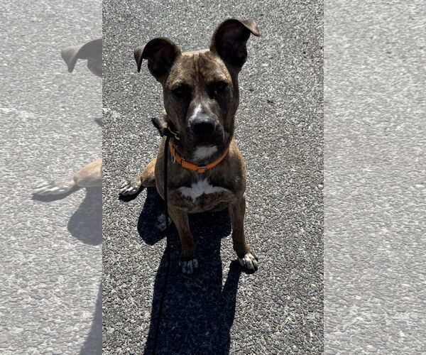 Medium Photo #13 Plott Hound-Unknown Mix Puppy For Sale in Oakhurst, NJ, USA