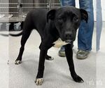 Small #1 Retriever  Mix