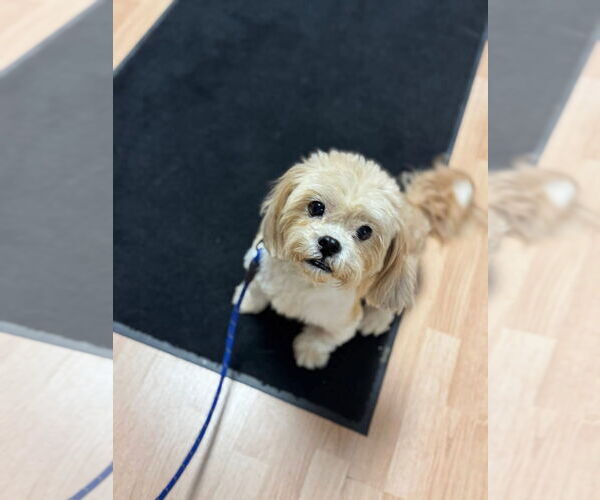 Medium Photo #2 Lhasa Apso Puppy For Sale in St. Cloud, MN, USA