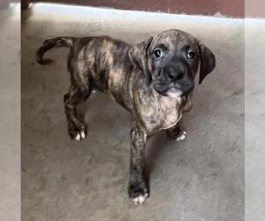 Labrador Retriever Dogs for adoption in Norco, CA, USA