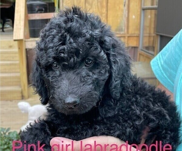 Medium Photo #4 Labradoodle Puppy For Sale in BROKEN BOW, OK, USA