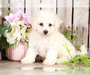Bichon Frise Puppy for sale in MOUNT VERNON, OH, USA