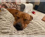 Small #7 Bullboxer Pit
