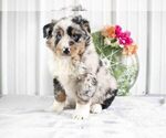 Small Photo #2 Miniature Australian Shepherd Puppy For Sale in FREDERICKSBURG, OH, USA
