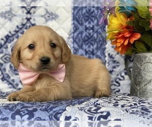 Golden Retriever Puppy for sale in LANCASTER, PA, USA