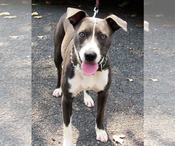 Medium Photo #10 Mutt Puppy For Sale in Rockaway, NJ, USA