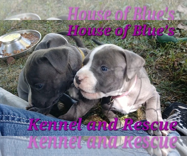 Medium Photo #9 American Pit Bull Terrier Puppy For Sale in DELAWARE, OH, USA