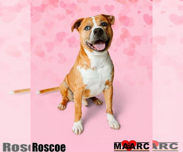 Medium Photo #10 American Staffordshire Terrier-Catahoula Leopard Dog Mix Puppy For Sale in Maryville, TN, USA