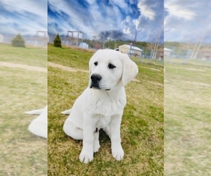 Great Pyrenees-Labrador Retriever Mix Puppy for sale in NINE MILE FALLS, WA, USA