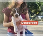 Small Photo #9 Pointer Puppy For Sale in SACRAMENTO, CA, USA