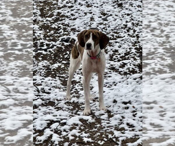 Medium Photo #3 Mutt Puppy For Sale in Springdale, PA, USA