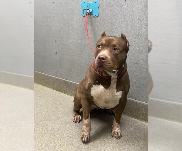 Medium Photo #1 Mutt Puppy For Sale in Las Vegas, NV, USA