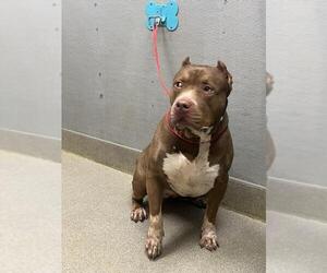 Mutt Dogs for adoption in Las Vegas, NV, USA