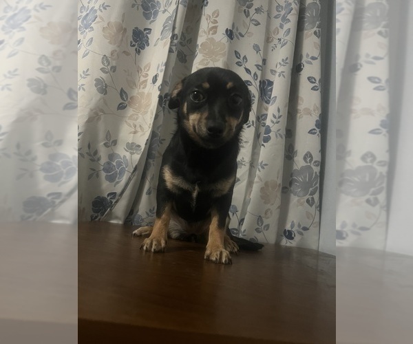 Medium Photo #7 Chihuahua Puppy For Sale in DURHAM, CT, USA