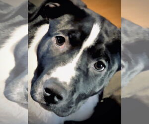 Puppy Pebbles - Female Shepradors Dog for Adoption - Photo #4