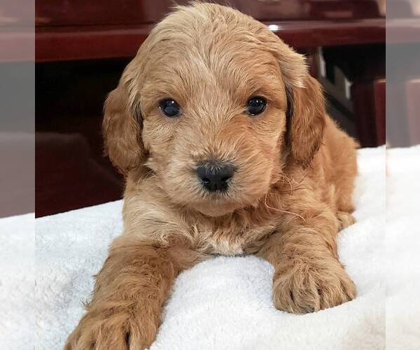 Full screen Photo #5 Labradoodle-Poodle (Miniature) Mix Puppy For Sale in LEBANON, PA, USA