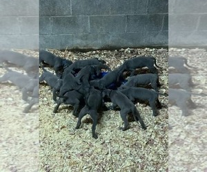 Great Dane Puppy for sale in DUDLEY SHOALS, NC, USA