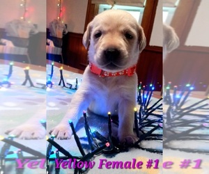 Labrador Retriever Puppy for sale in ENDICOTT, NY, USA