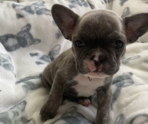 French Bulldog Puppy for sale in FORT MORGAN, CO, USA