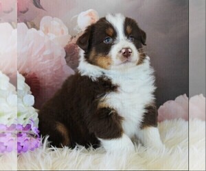 Australian Shepherd Puppy for sale in KIRKWOOD, PA, USA