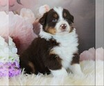 Small Photo #1 Australian Shepherd Puppy For Sale in KIRKWOOD, PA, USA