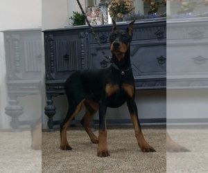 Medium Doberman Pinscher