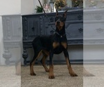 Puppy AKC Euro Echo Doberman Pinscher