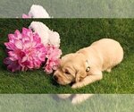 Small Photo #3 Golden Retriever Puppy For Sale in OMAHA, NE, USA