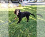 Small Photo #11 Goldendoodle Puppy For Sale in ARTESIA, CA, USA