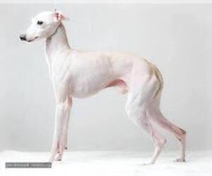 Mother of the Italian Greyhound puppies born on 03/05/2026