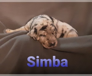 Catahoula Leopard Dog-Poodle (Standard) Mix Puppy for sale in JACKSONVILLE, NC, USA