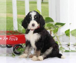 Bernedoodle Puppy for sale in COLUMBIA, PA, USA