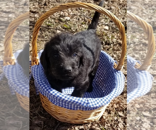 Medium Photo #10 Labradoodle Puppy For Sale in JACKSON, MN, USA