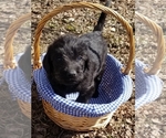 Small Photo #10 Labradoodle Puppy For Sale in JACKSON, MN, USA
