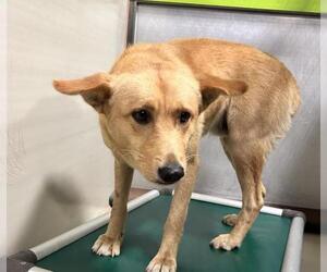 Siberian Husky-Unknown Mix Dogs for adoption in Bakersfield, CA, USA