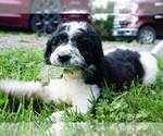 Small Photo #3 Irish Doodle Puppy For Sale in PALMYRA, VA, USA