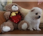 Small Photo #7 Pomeranian Puppy For Sale in SUGAR LAND, TX, USA