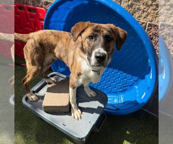 Medium Photo #4 Anatolian Shepherd-Unknown Mix Puppy For Sale in Farmington, MN, USA