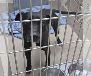 Mutt Dog for Adoption in Decatur, Illinois USA