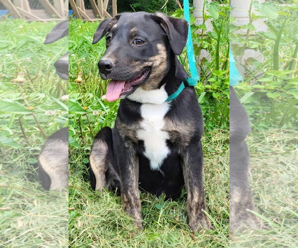 Medium Photo #1 Mountain Cur-Unknown Mix Puppy For Sale in Germantown, OH, USA