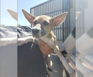Gerberian Shepsky Dogs for adoption in Houston, TX, USA