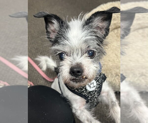Medium Photo #3 Mutt Puppy For Sale in Mundelein, IL, USA