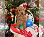 Small #13 Goldendoodle