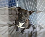 Small #4 American Pit Bull Terrier Mix