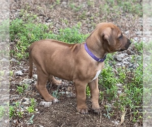 Rhodesian Ridgeback Puppy for Sale in TRYON, Oklahoma USA