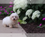 Small #6 Bichon Frise