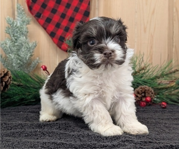 Medium Photo #2 Havanese Puppy For Sale in GOSHEN, IN, USA