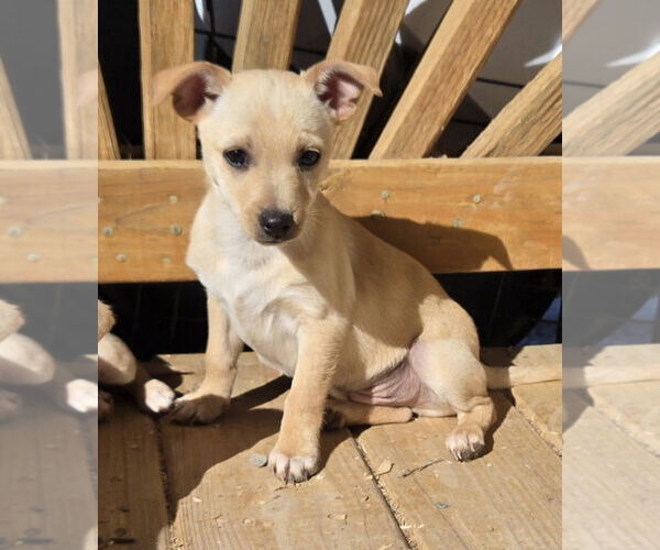 Medium Photo #2 Chihuahua-Unknown Mix Puppy For Sale in Peralta, NM, USA