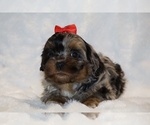 Small #1 ShihPoo