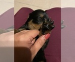 Small Photo #7 Rottweiler Puppy For Sale in BUDA, TX, USA